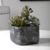 Alverio Desert Garden Succulents -France and Son Store 60173