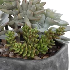 Alverio Desert Garden Succulents -France and Son Store 60173 5