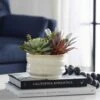 Mesa Succulent Accent -France and Son Store 60209