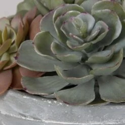 Peoria Succulent Accent -France and Son Store 60212 5