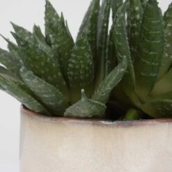 Doha Succulent Accent -France and Son Store 60213 4