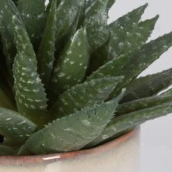 Doha Succulent Accent -France and Son Store 60213 5