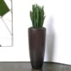 Sansevieria Barrel Plant -France and Son Store HY1500 SM Sansevieria in SM Barrel Planter 10 1500x1500 3e78f02a 8750 4712 84b8 66520b633711