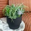 Nama Air Plant Mix With Sedum 13"H -France and Son Store HY1838 13 1500x1500 2ec781c7 0601 46ca b24a 70e3af16022c
