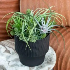 Nama Air Plant Mix With Sedum 13"H