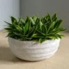 Sansevieria In Dolma Bowl - LG -France and Son Store HY2085 14 1500x1500 907e1fcf 0baa 4ce6 bcb6 eb592fd1e653