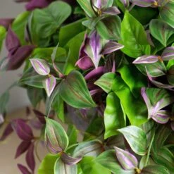 Wandering Dude & Philodendron In Pomeii Planter - LG -France and Son Store HY2087 26 detail2 1500x1500 990f5060 1ef6 4f18 ae6c f7d29035aef9