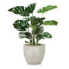 Monstera In Urbano Flared - Large -France and Son Store HY3710 Monstera Urbano Flared LG 635x635 4339e49d 8a09 4489 b549 4624de1e4d1a