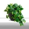 Philodendron Green Heart Leaf In Nama Planter - Large -France and Son Store HY3712 LG Philodendron Green Nama Planter LG b 635x635 4f5ceb4a 88ee 4a28 9aec fd655f8aee4b