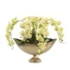 Limelight Orchids -