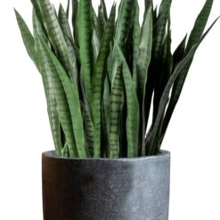 Sansevieria In Kawa Planter -France and Son Store Kawa SanseveriaBudget Black CU 1 635x635 e8b80a15 4201 437d 9c0b 00c2694dc0a3