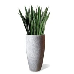 Sansevieria In Kawa Planter -France and Son Store Kawa SanseveriaBudget White Rev1 635x635 7624c2f6 d14e 410f a525 ad9acf1eec7f