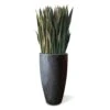 Sansevieria In Kawa Planter -France and Son Store Kawa SanseveriaFULL Black 1500x1500 5e91af1c 060d 40f8 9389 238bec140f7b