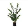 ZZ Plant 38"H Potted - Set Of 2 -France and Son Store P1865 38 ZZ 1500x1500 2095a275 38c8 457e ae01 702a3ca33b5f