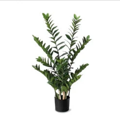 ZZ Plant 38"H Potted - Set Of 2