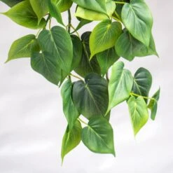 Philodendron Green Heart Leaf In Nama Planter - Large -France and Son Store PB2021 20GN 4 635x635 4b5acbaf 8f9a 47d7 85f2 7a9d6c37bb6b