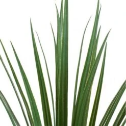 Liriope Grass In Rectangle Planter With Legs -France and Son Store PB3310 23 DETAIL 1 635x636 aee71ae2 9d64 4007 9b8c 7bbd5656cce7