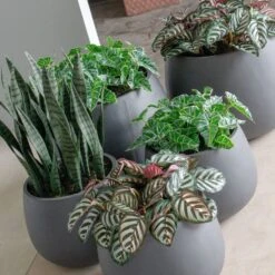 Sansevieria In Puddle Planter Grey - SM -France and Son Store Puddle HY Group 1500x1500 913c04d1 1831 4b48 bece 5fc740d0b56b
