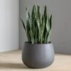 Sansevieria In Puddle Planter Grey - SM -France and Son Store SanseveriaPuddle detail1 1500x1500 3233e749 4ab9 4c82 9ce9 33a9e0ec13ed