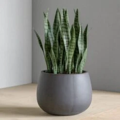 Sansevieria In Puddle Planter Grey - SM