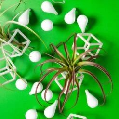 Green Wall, Tillandsia Mix W/ Cubical & Fig Wall Play -France and Son Store fig cubical wall play w airplants alt2 636x635 62e8e007 c5c6 4f84 8c11 1a829a1168d3