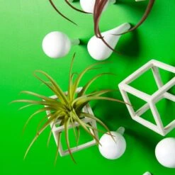 Green Wall, Tillandsia Mix W/ Cubical & Fig Wall Play -France and Son Store fig cubical wall play w airplants alt3 635x635 e3c18d21 ffa7 4eee a15f fe5fa0ff93ba