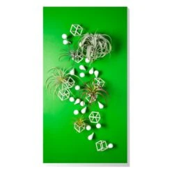 Green Wall, Tillandsia Mix W/ Cubical & Fig Wall Play