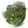 Moss Sphere With California Mix -France and Son Store hy3673 34 silo 635x635 c44e9142 5b46 45d8 be22 f9fcaeddb58b