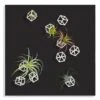 Green Wall, Tillandsia Mix W/ Cubical Wall Play 1 Green Wall, Tillandsia Mix W/ Cubical Wall Play -France and Son Store hy8456 36 Rev2 635x635 d821299e 67df 40aa b05d 38978d098bec