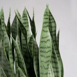 Sansevieria In Kawa Planter -France and Son Store hy9451 38 detail1 1 1291x1291 986497a8 4d6b 44e3 bf9f 5e19d1d9a9a1