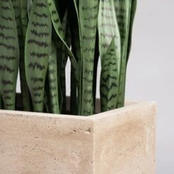 Sansevieria In Urbano Rectangle Planter 9 Sansevieria In Urbano Rectangle Planter -France and Son Store hy9451 38 detail2 635x635 c467e6d7 a9cd 417e a302 fa14e88fac7a