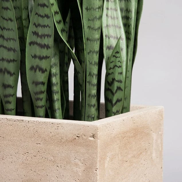 Sansevieria In Urbano Rectangle Planter 6 Sansevieria In Urbano Rectangle Planter - Image 4