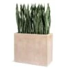 Sansevieria In Urbano Rectangle Planter -France and Son Store hy9451 38 silo 635x635 7866137e 9865 42aa b424 094bba454887
