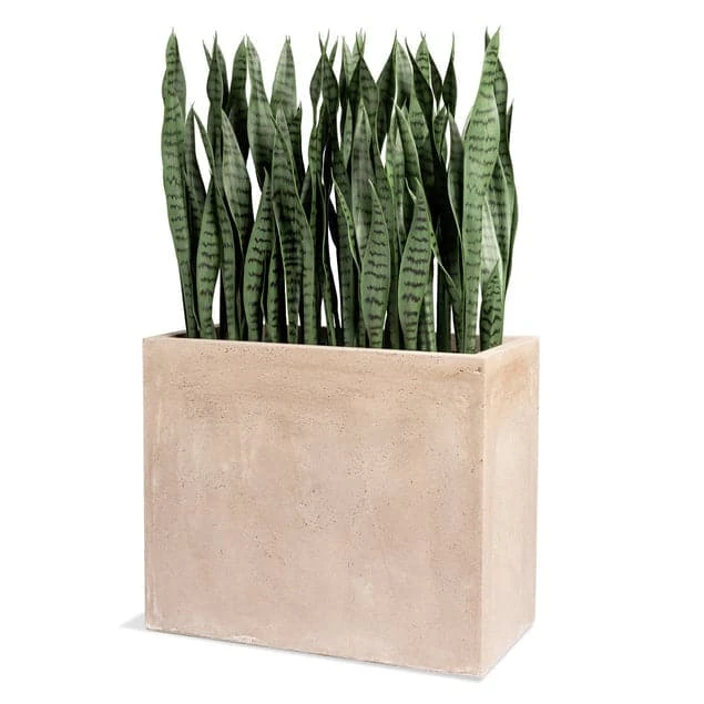 Sansevieria In Urbano Rectangle Planter 3 Sansevieria In Urbano Rectangle Planter