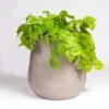 Philodendron In Urbano Bell Planter -France and Son Store hy9453 27 silo 1 635x635 fbbeefec 1516 4e68 99fd 0f995b424652