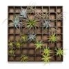 Green Wall, Pixelated Air Plants -France and Son Store hy9491 64 635x635 2f585193 ceb4 4ef2 a7cd db6fa1093ccc