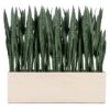Sansevieria In Whitewash Rectangle Planter -France and Son Store hy9492 48w 635x635 a026230c a5aa 4c1b 9cff be5d4fded9d3
