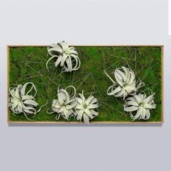 Green Wall, Wire Crystals & Xerographica