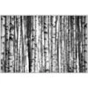 Birch Forest -France and Son Store wla1970
