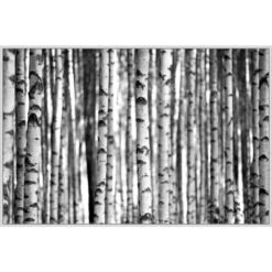 Birch Forest